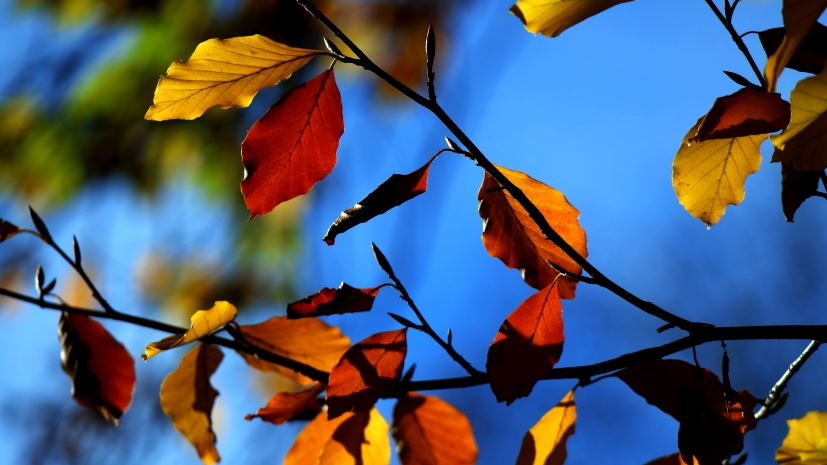Autumn Day at and around the Friedendsengel