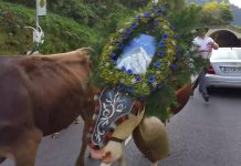 Almabtrieb: The Cows Come Down From the Mountains