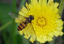 Bavaria Out in Swarms for the Bees mage credits: © Dr. med. Eberhard Pfeuffer / LBV Picture Archive